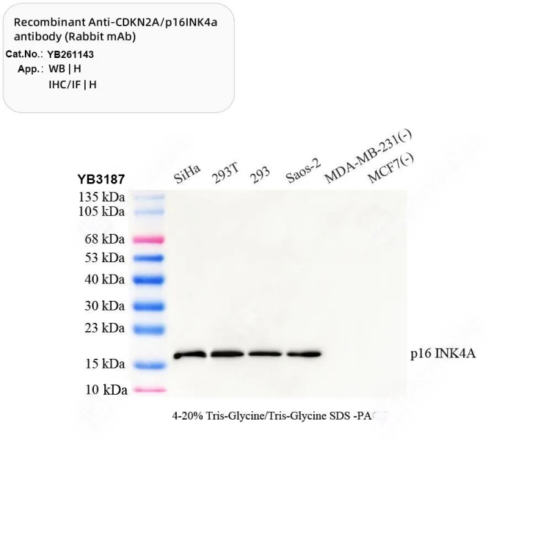 Cell Senescence Detection Antibody