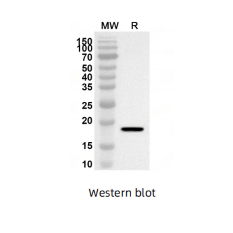 Anti-TNFa/TNF-alpha Polyclonal Antibody