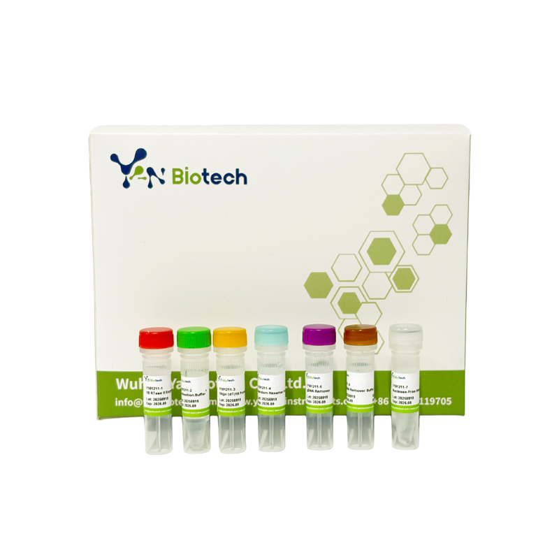 Reverse transcription cDNA First Strand Synthesis Kit